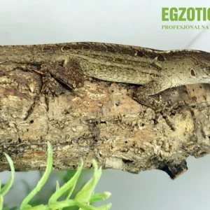 Anolis brązowy Anolis sagrei samica