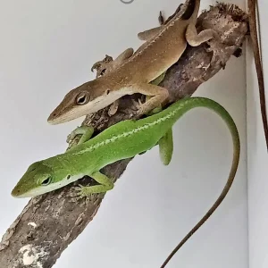 Anolis zielony Anolis carolinensis – samce