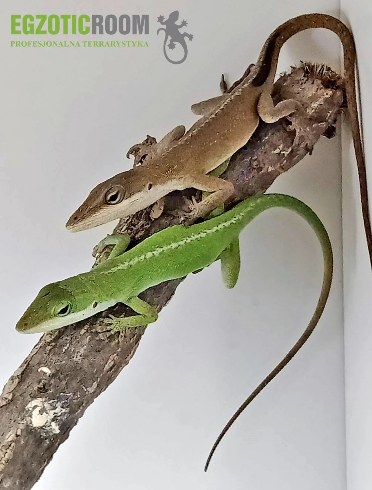 Anolis zielony Anolis carolinensis – samce