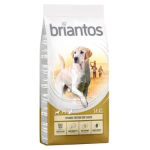 Briantos Adult Maxi ► Zamów teraz ✔