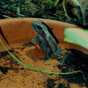 Bufo guttatus