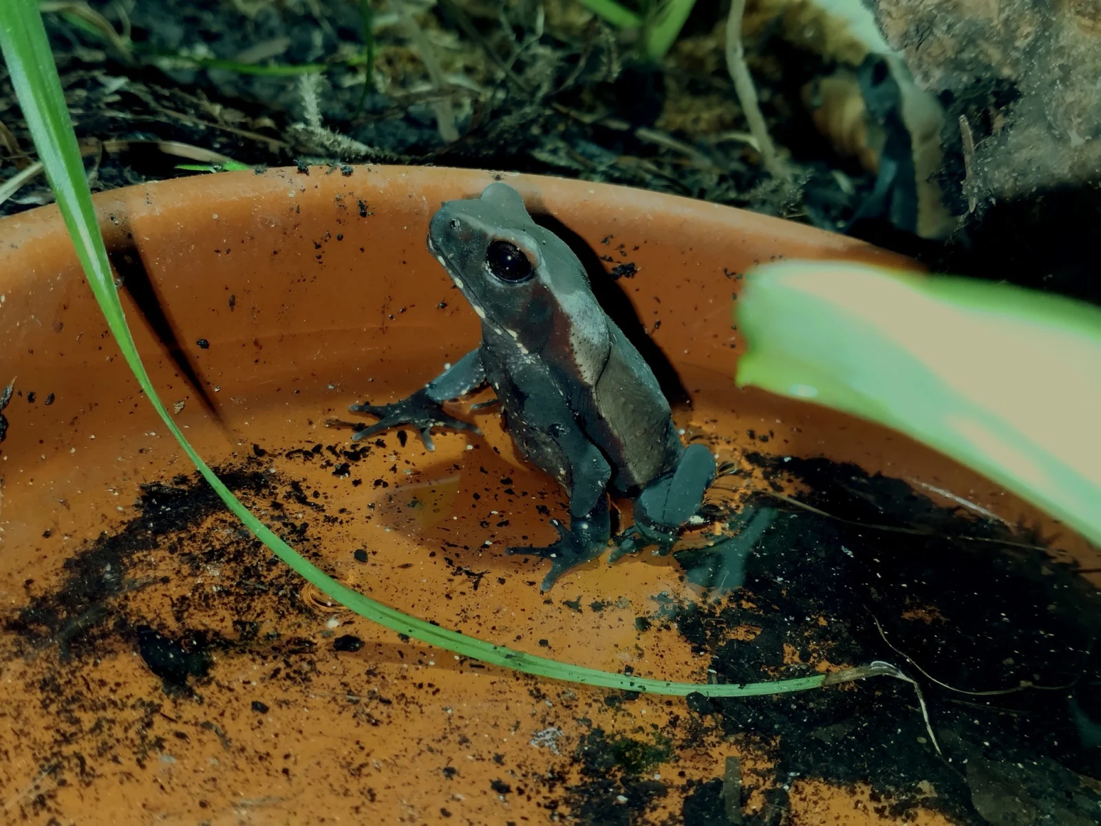 Bufo guttatus