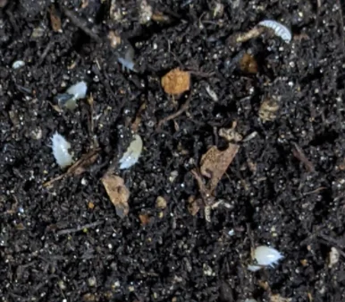 Ekipa sprzątająca – Stonogi tropikalne (T. Tormentosa) hodowla zarodowa