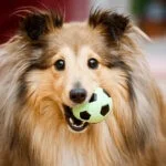 Frisbee dla psa