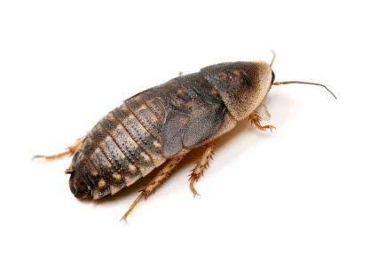 Karaczan argentyński Dubia Średni 1,5-3 cm mix