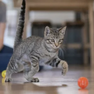 Karma bezzbożowa dla kota | Karma dla kota bez zbóż