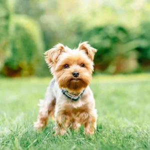 Karma dla Yorka - Yorkshire terrier