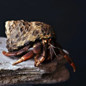 KRAB pustelnik karaibski