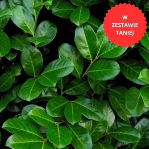 Krzewy i drzewa