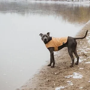 Kurtka dla psa płaszcz Zee Dog musztardowy S