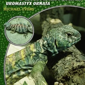 LITERATURA Biczogon ozdobny Uromastyx ornata (Michael Evers)
