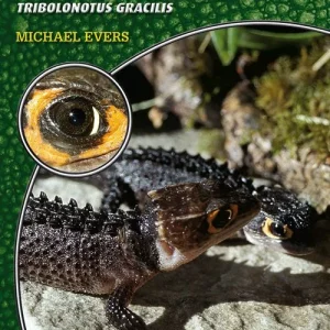LITERATURA Scynk krokodylowy Tribolonotus gracilis (Michael Evers)