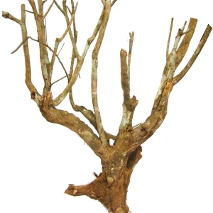 LUCKY REPTILE Nature krzew sawanna L (ca 70 cm)