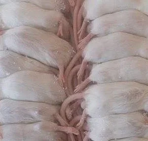 Mysz mrożona 7-10 g