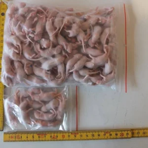 Mysz mrożona osesek 1-2 g