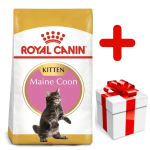 ROYAL CANIN Maine Coon Kitten 10kg + niespodzianka dla kota GRATIS!
