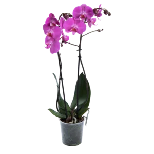 Storczyk Super Extra (Phalaenopsis) 2 pędy ciemnoróżowy d12