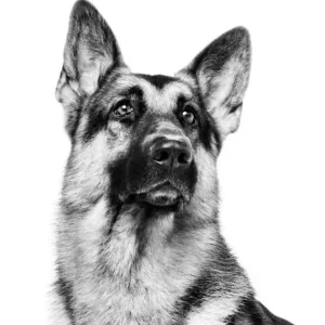 Strefa Royal Canin