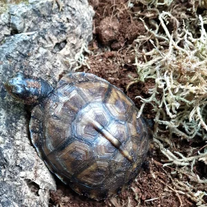 Terapena karolińska (Terrapene carolina carolina)