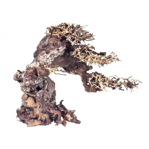 Terra Natura Korzeń bonsai, M 40CM