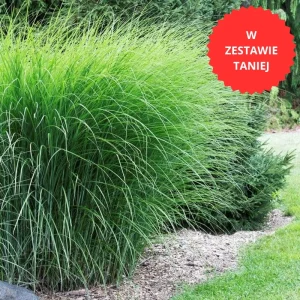 Trawy ozdobne