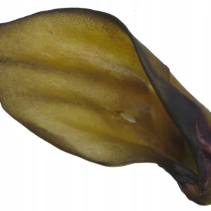 Ucho Wołowe Naturalne Dla Psa Duże 20 cm