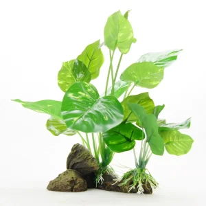 Yusee Roślina – Anubias na korzeniu 15x10x22