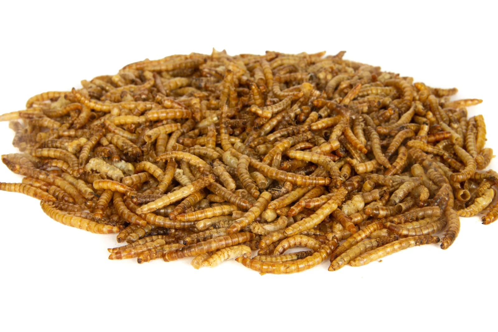 ZIOŁOWA KOTLINA Larwa Mącznika 75g - Image 2